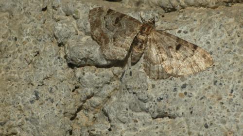 Réf. 347 537 : Eupithecia abietaria